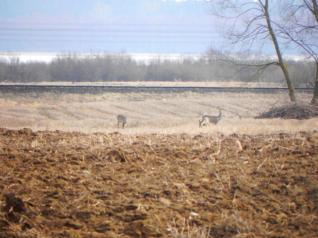 Sarna, sarna europejska (Capreolus capreolus)