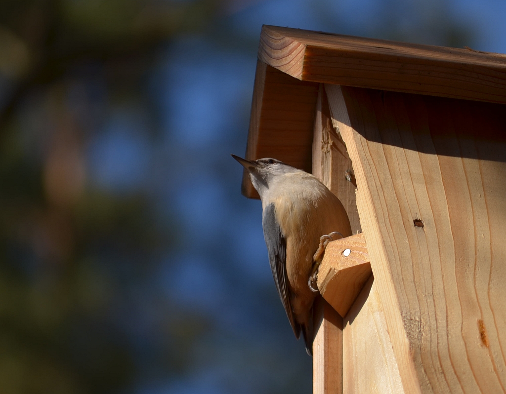 Kowalik, kowalik zwyczajny, bargiel (Sitta europaea)