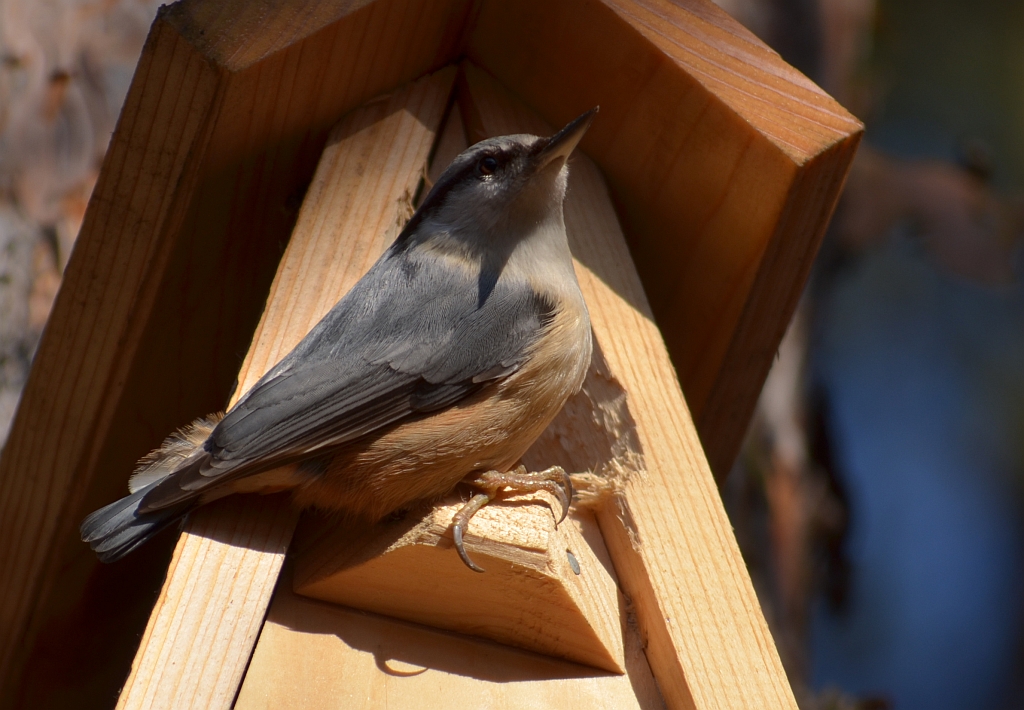 Kowalik, kowalik zwyczajny, bargiel (Sitta europaea)