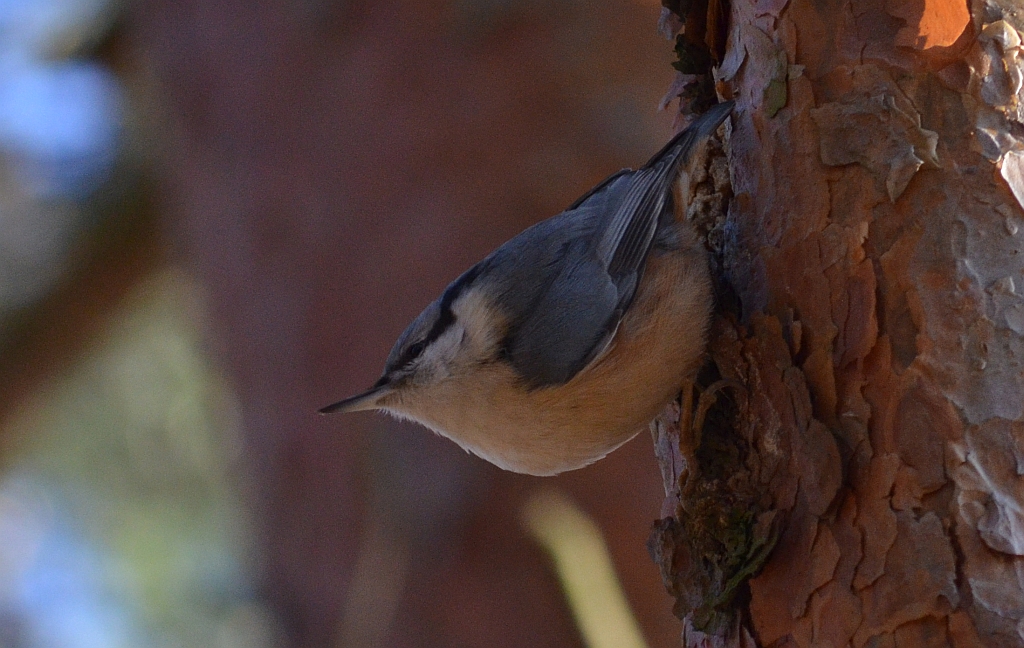 Kowalik, kowalik zwyczajny, bargiel (Sitta europaea)