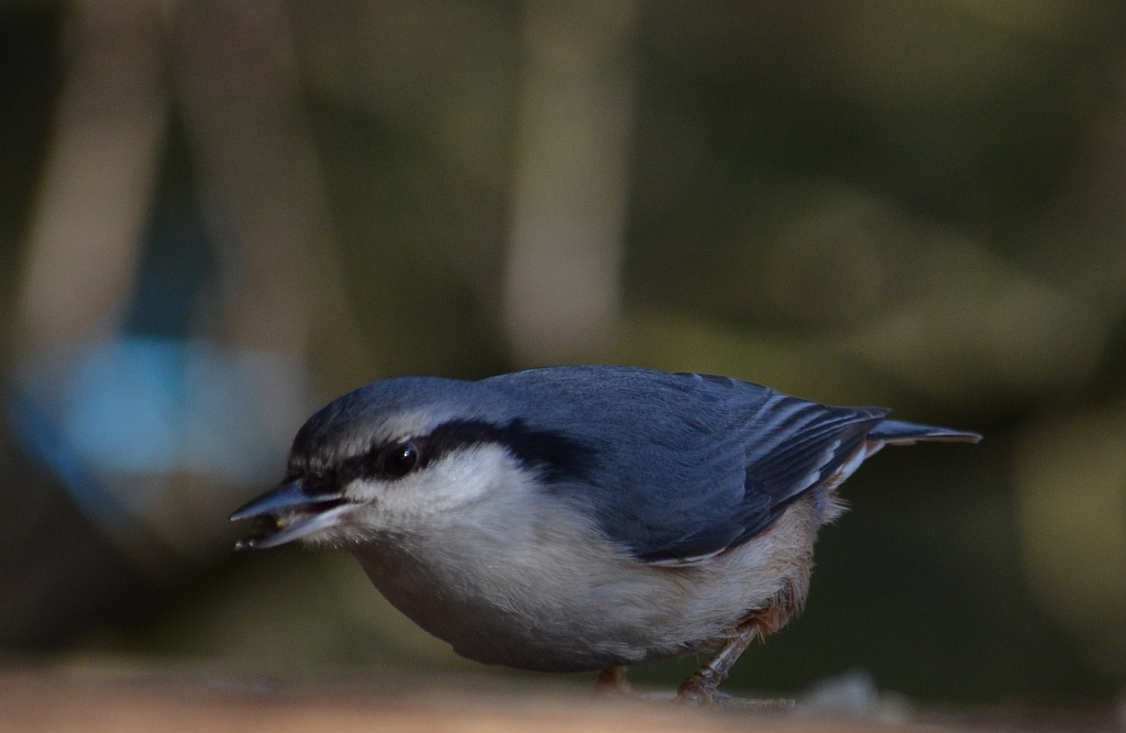 Kowalik, kowalik zwyczajny, bargiel (Sitta europaea)