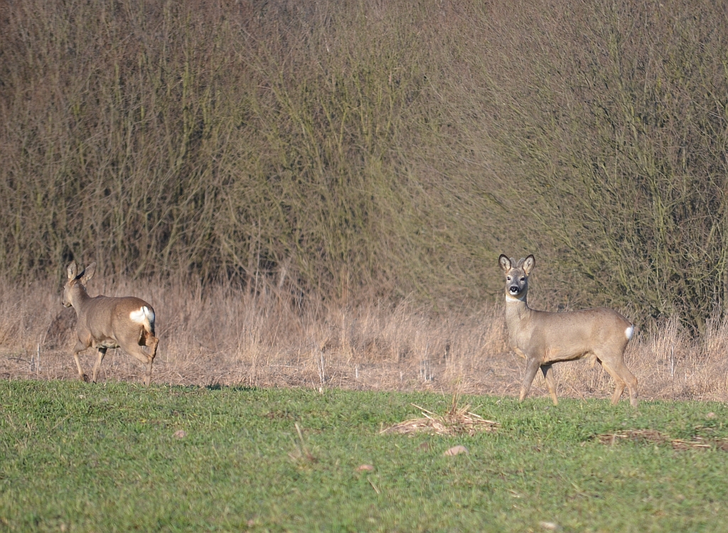 Sarna europejska (Capreolus capreolus)
