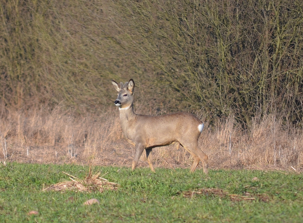 Sarna europejska (Capreolus capreolus)
