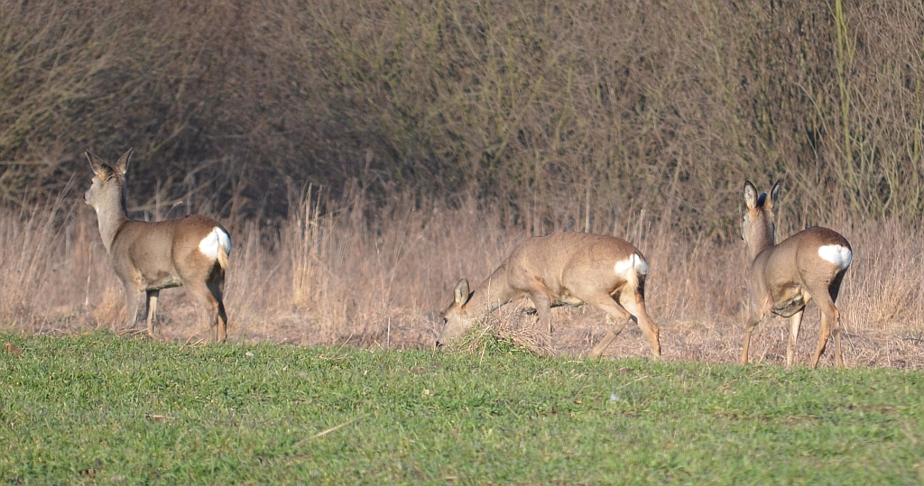 Sarna europejska (Capreolus capreolus)