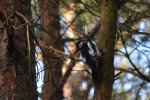 Dzięcioł duży (Dendrocopos major)