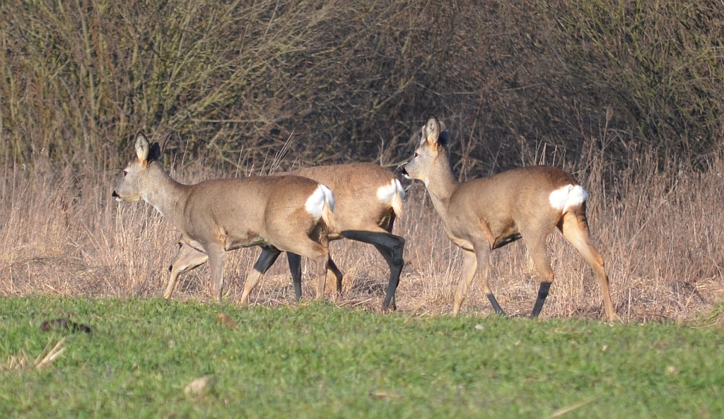 Sarna europejska (Capreolus capreolus)