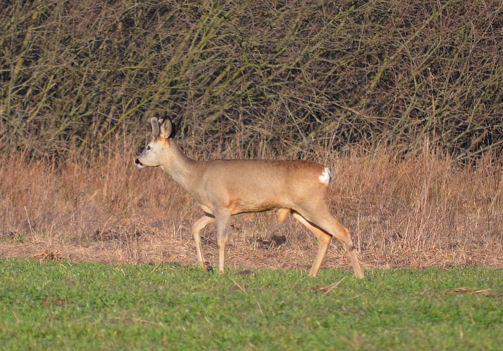 Sarna europejska (Capreolus capreolus)