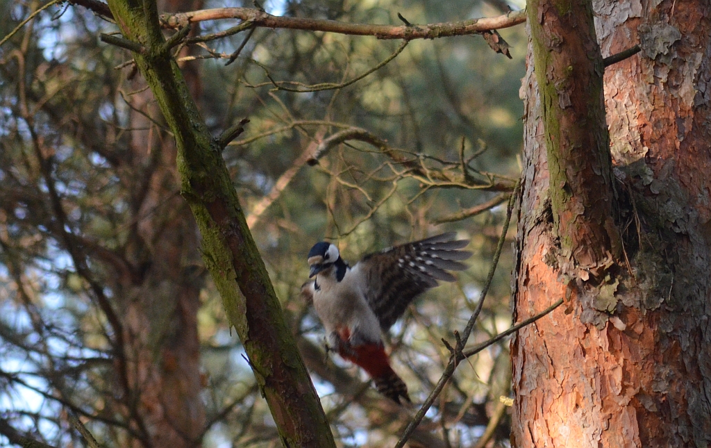 Dzięcioł duży (Dendrocopos major)