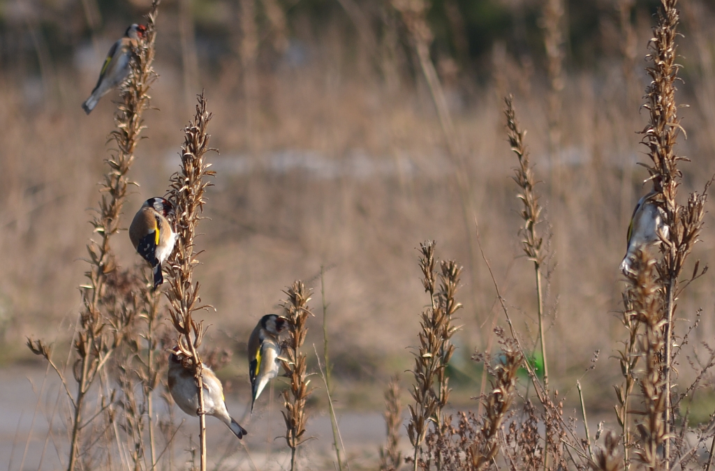 Szczygieł (Carduelis carduelis)