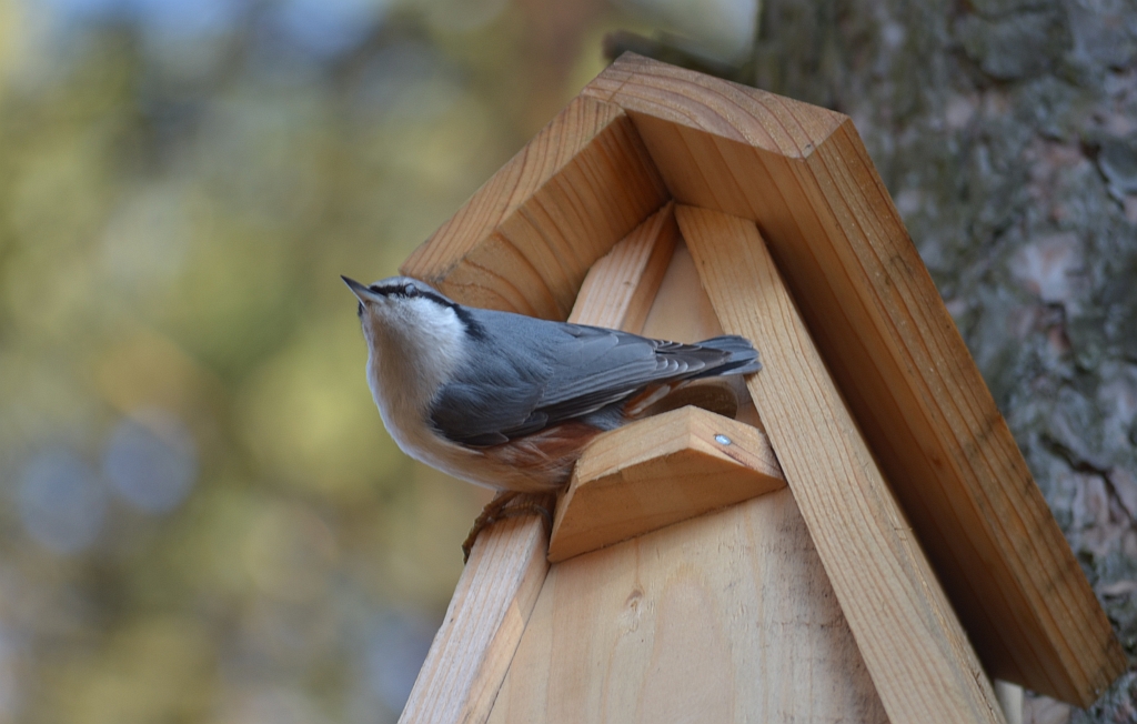 Kowalik, kowalik zwyczajny, bargiel (Sitta europaea)
