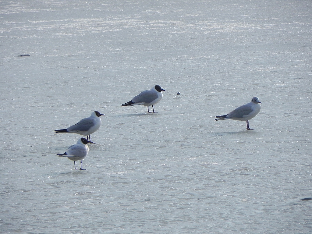 Mewa śmieszka, śmieszka (Chroicocephalus ridibundus)