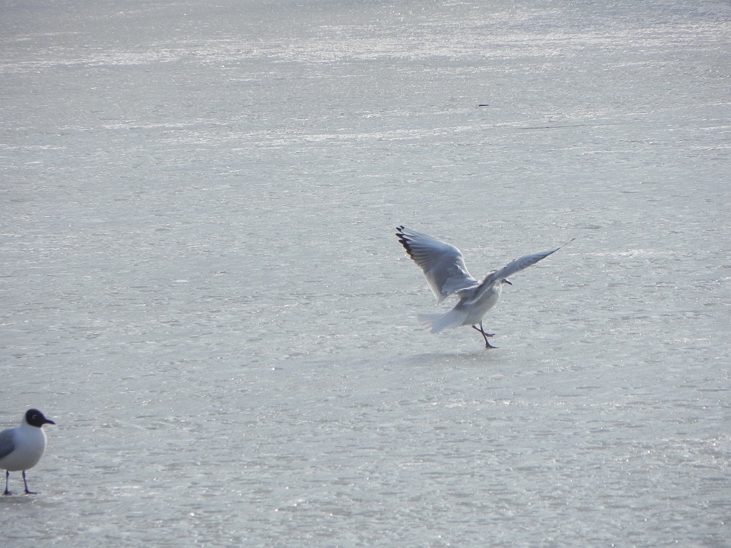 Mewa śmieszka, śmieszka (Chroicocephalus ridibundus)