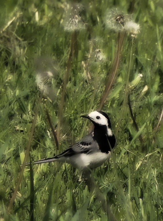 Pliszka siwa (Motacilla alba)
