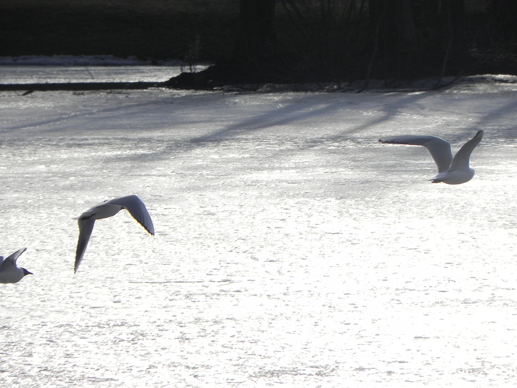 Mewa śmieszka, śmieszka (Chroicocephalus ridibundus)