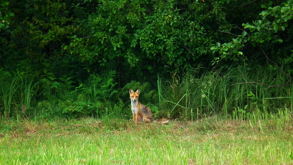 Lis, lis pospolity, lis rudy (Vulpes vulpes)