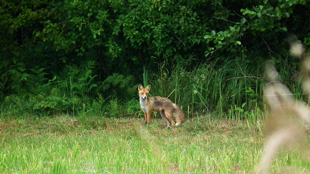 Lis, lis pospolity, lis rudy (Vulpes vulpes)