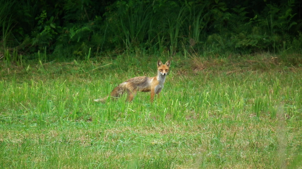 Lis, lis pospolity, lis rudy (Vulpes vulpes)