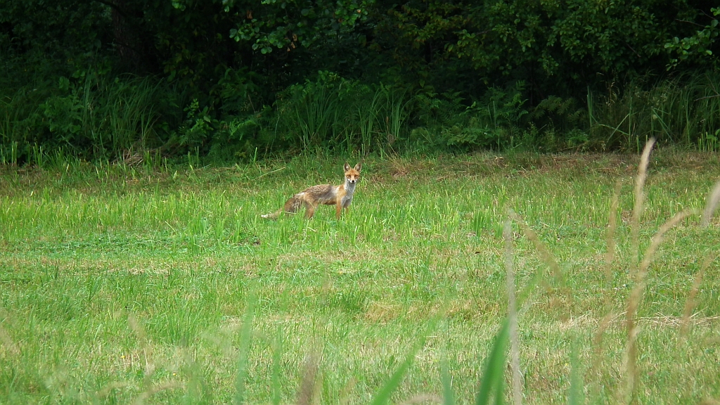 Lis, lis pospolity, lis rudy (Vulpes vulpes)