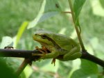 Rzekotka drzewna (Hyla arborea)