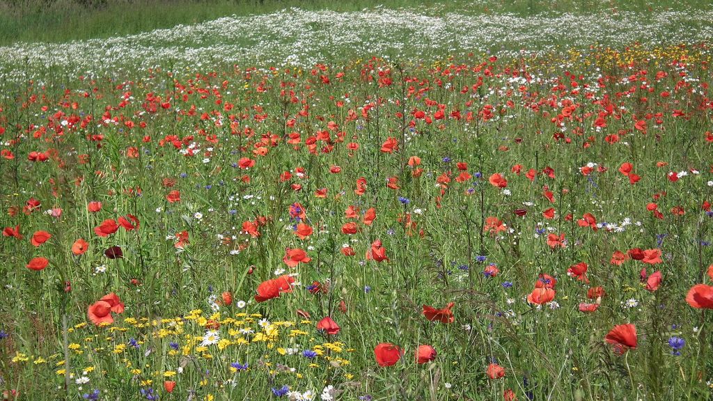 Kwitnąca łaka w okolicach Grajewa