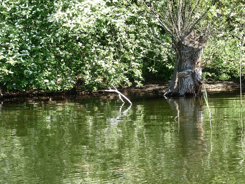 Jezioro Rogale Małe