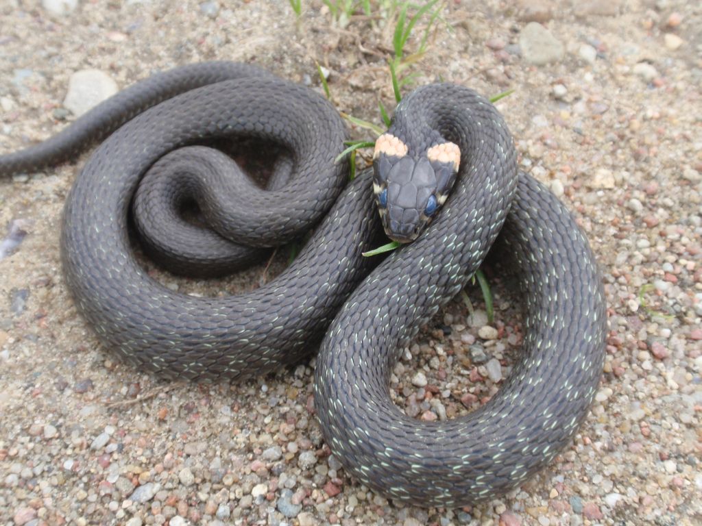 Zaskroniec zwyczajny (Natrix natrix)