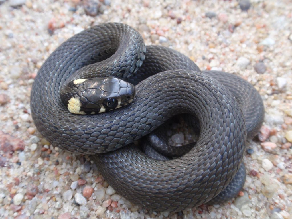 Zaskroniec zwyczajny (Natrix natrix)