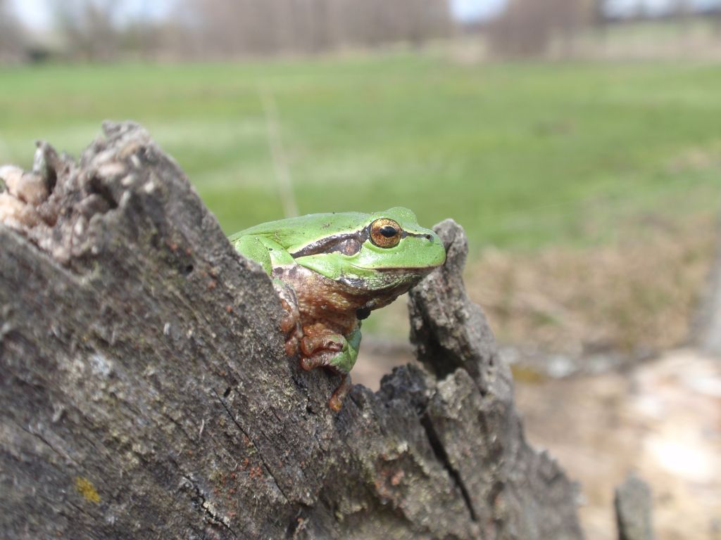 Rzekotka drzewna (Hyla arborea)