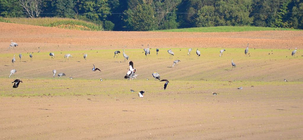 Żuraw zwyczajny, żuraw, żuraw popielaty, żuraw szary (Grus grus)