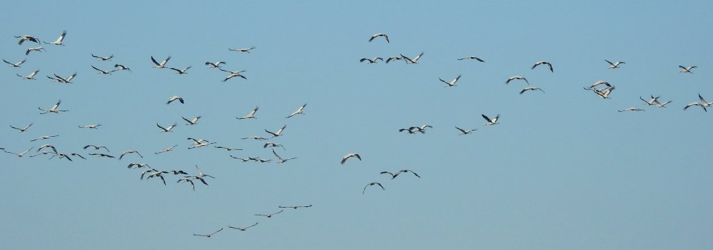 Żuraw zwyczajny, żuraw, żuraw popielaty, żuraw szary (Grus grus)