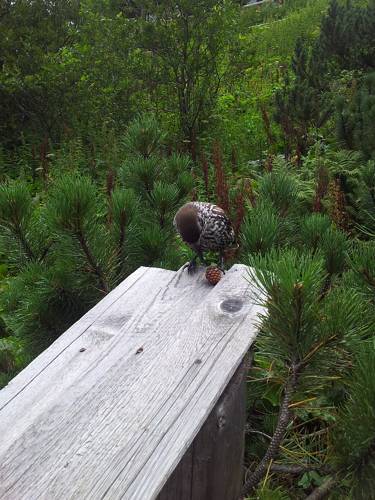 Orzechówka zwyczajna, orzechówka (Nucifraga caryocatactes)
