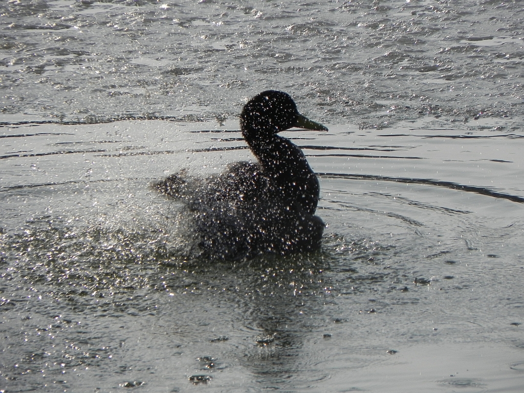 Krzyżówka, kaczka krzyżówka (Anas platyrhynchos)