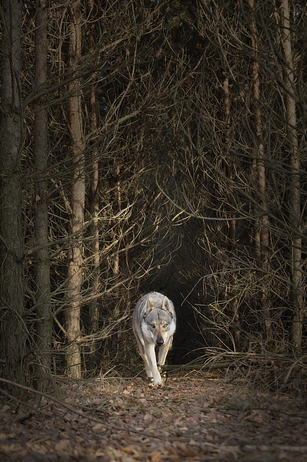 Czechosłowacki wilczak (sł. Československý vlčiak, cs. Československý vlčák)