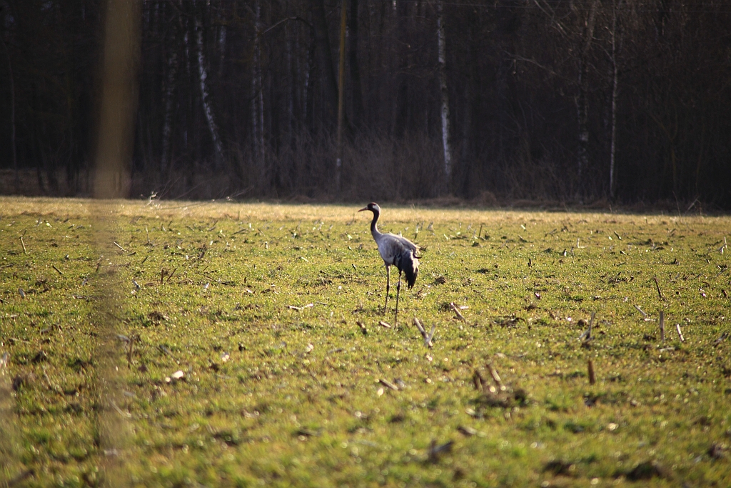 Żuraw zwyczajny, żuraw, żuraw popielaty, żuraw szary (Grus grus)