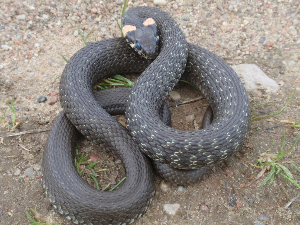 Zaskroniec zwyczajny (Natrix natrix)