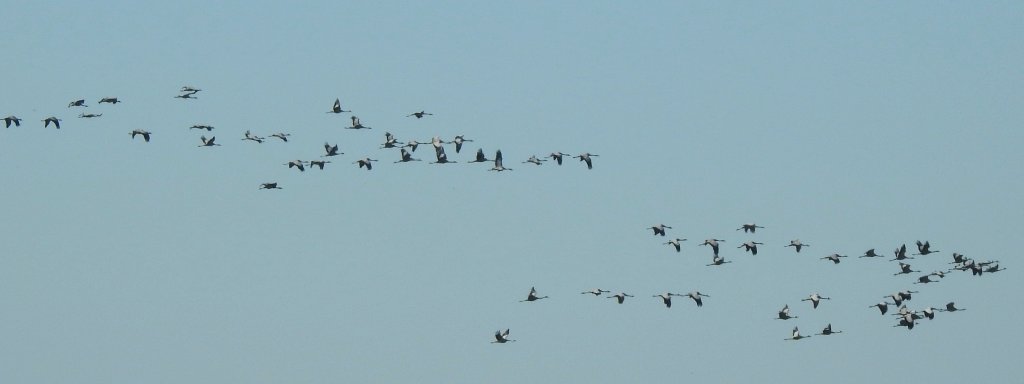 Żuraw zwyczajny, żuraw, żuraw popielaty, żuraw szary (Grus grus)
