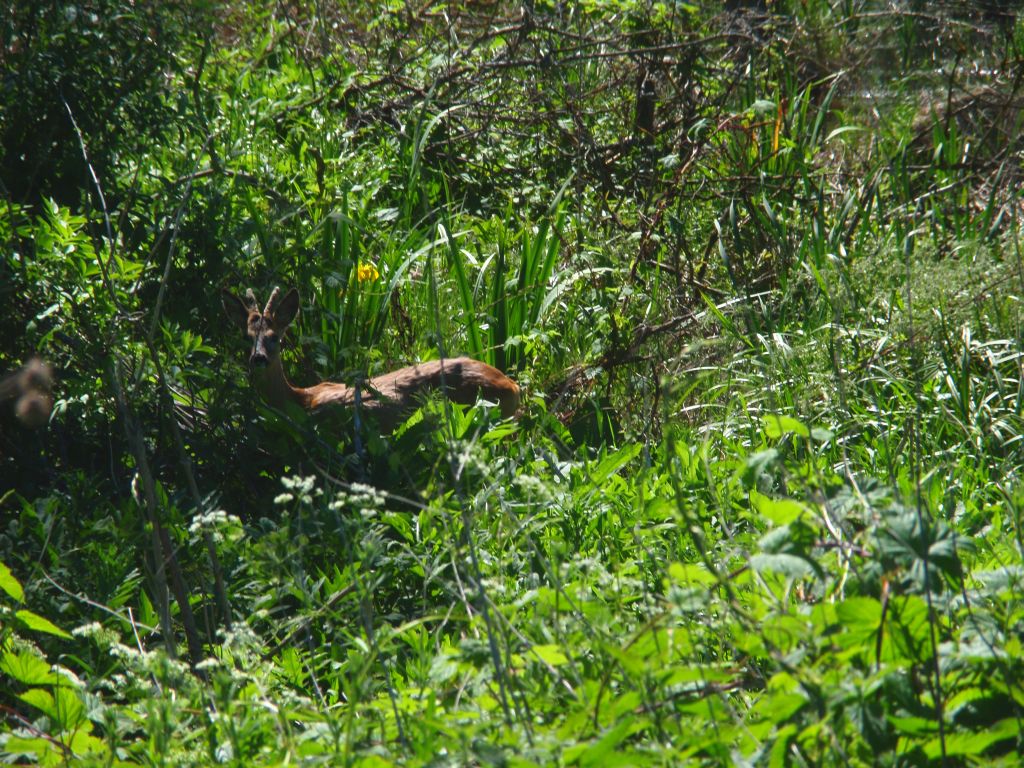 Sarna europejska (Capreolus capreolus)