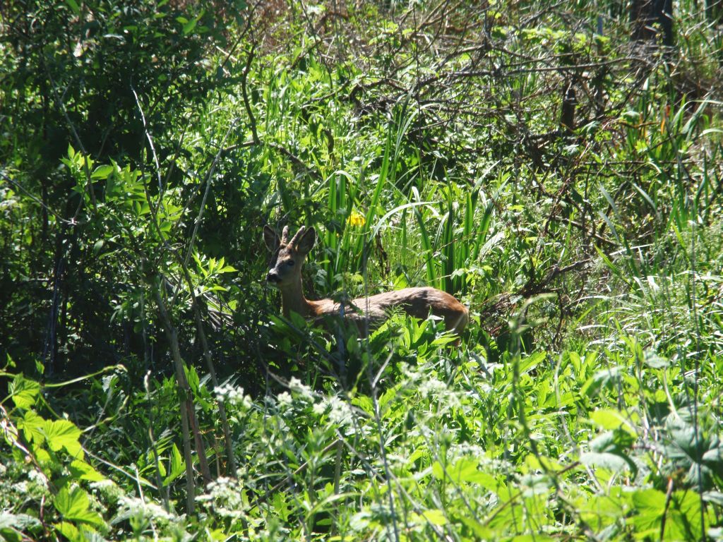 Sarna europejska (Capreolus capreolus)