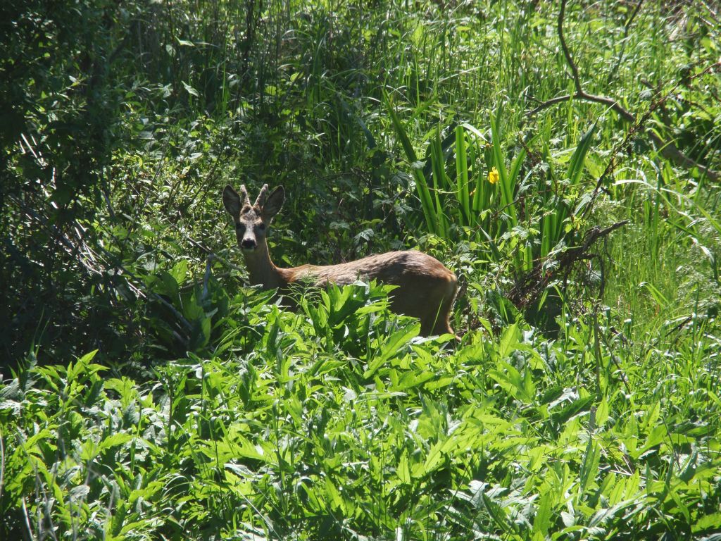 Sarna europejska (Capreolus capreolus)