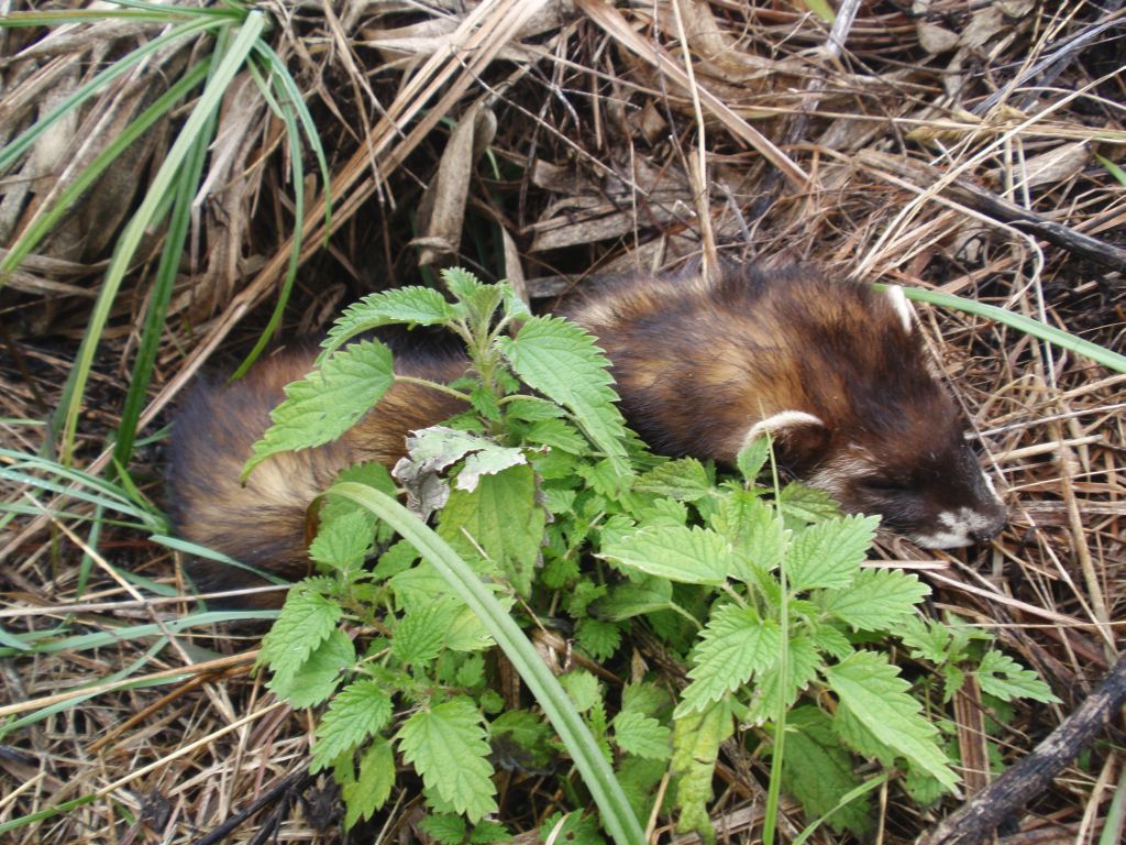 Tchórz zwyczajny, t. pospolity, t. europejski (Mustela putorius)