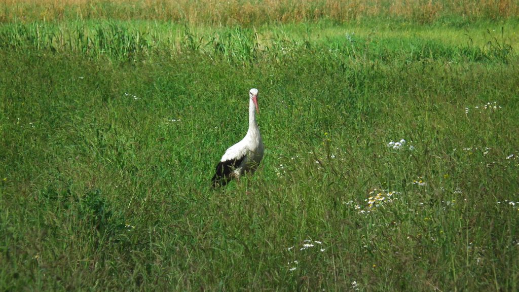 Bocian biały (Ciconia ciconia)