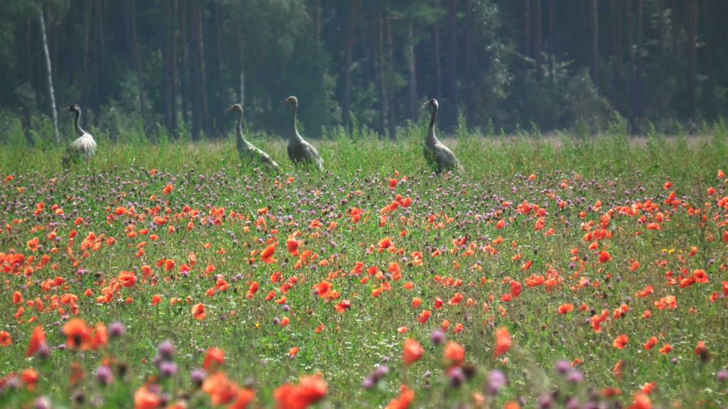 Żuraw, żuraw szary (Grus grus)