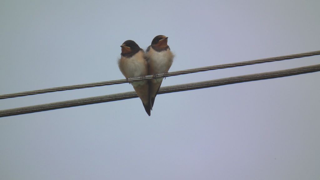 Jaskółka dymówka (Hirundo rustica)