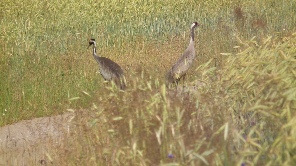 Żuraw, żuraw szary (Grus grus)