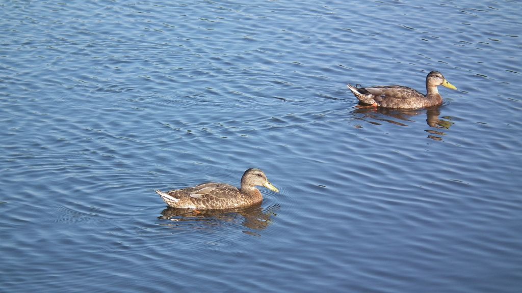 Kaczka krzyżówka (Anas platyrhynchos)