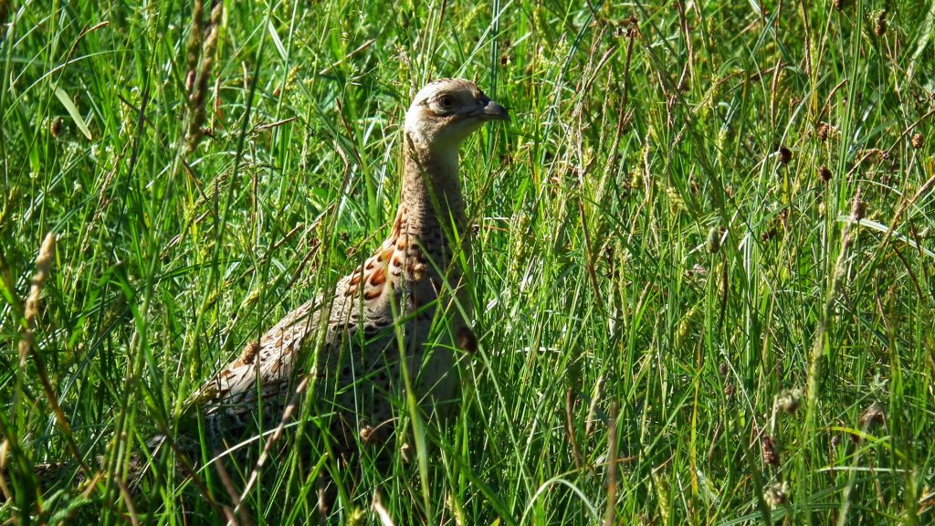 Bażant (Phasianus colchicus)