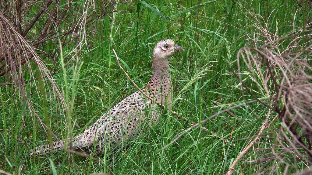 Bażant (Phasianus colchicus)