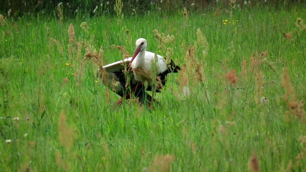 Bocian biały (Ciconia ciconia)