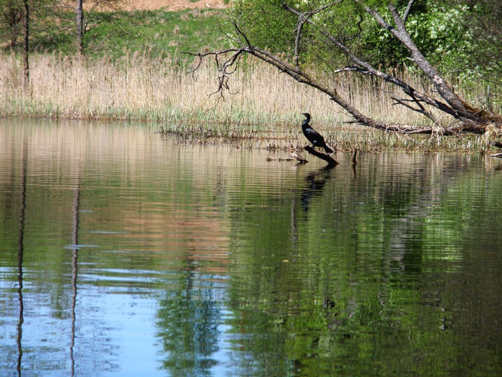 Kormoran czarny (Phalacrocorax carbo)