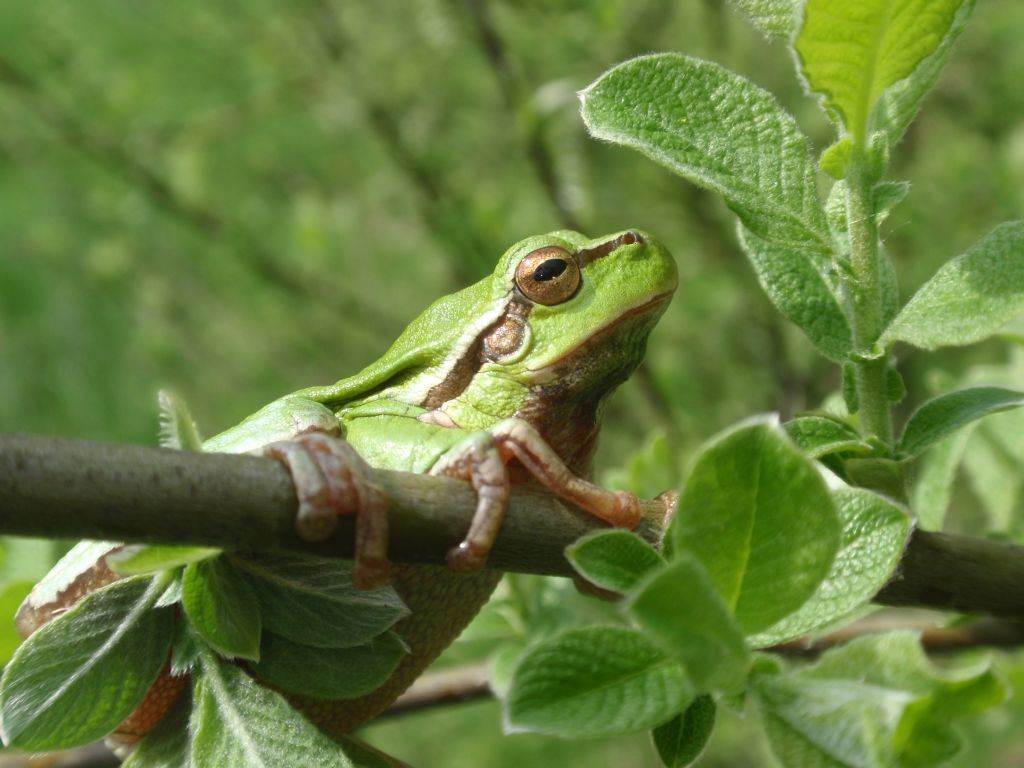 Rzekotka drzewna (Hyla arborea)